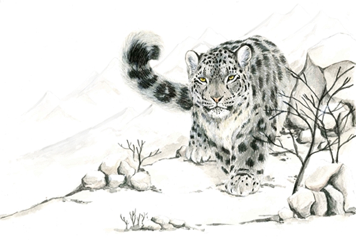 小型猎手存在,而有些则占据生态系统里的顶级生态位,比如虎,豹,雪豹