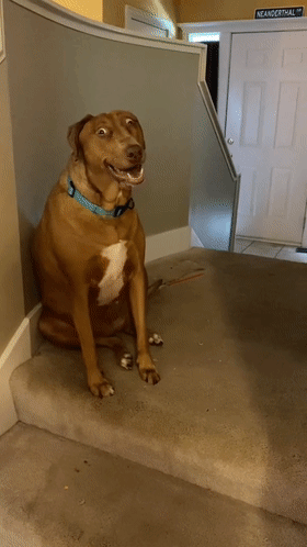 狗子靠"震惊脸"走红,逗乐无数网友:这是小时候头发扎太紧了?