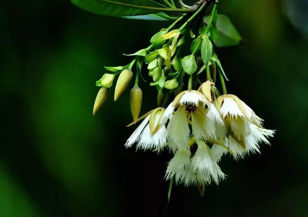 水石榕,吊钟状的花,纺锤形的果,四季常绿的小乔木|海南|纺锤形|乔木