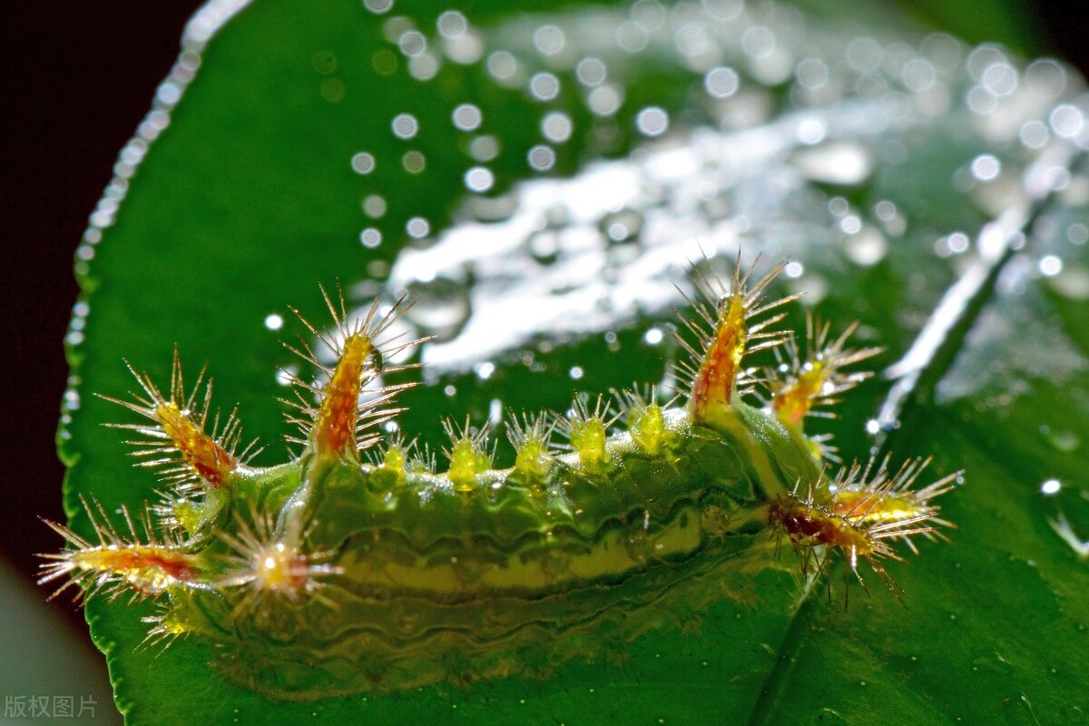 家里出现的虫子都是什么 黑皮蠹 灶马蟋 蝼蛄 米象 灶马蟋烟草甲