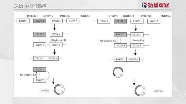 环状RNA五十年:从“弃子”到风口__财经头条