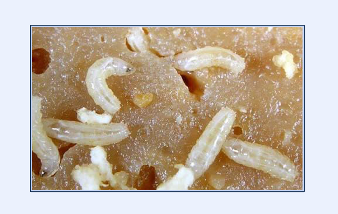 家里这些不起眼的小颗粒,居然都是虫卵?__财经头条