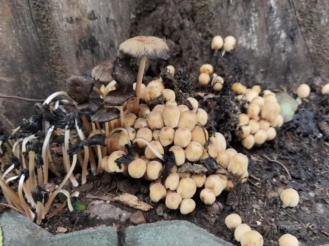肉褐鳞环柄菇出现在北京公园，市疾控提醒勿采勿食__财经头条