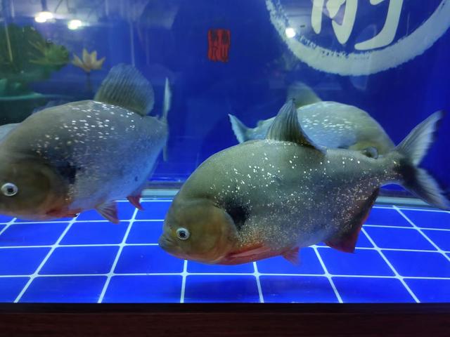 天气炎热又不断下雨 观赏鱼就会问题多多 有些细节要注意 观赏鱼 鱼缸 潮气 新浪新闻