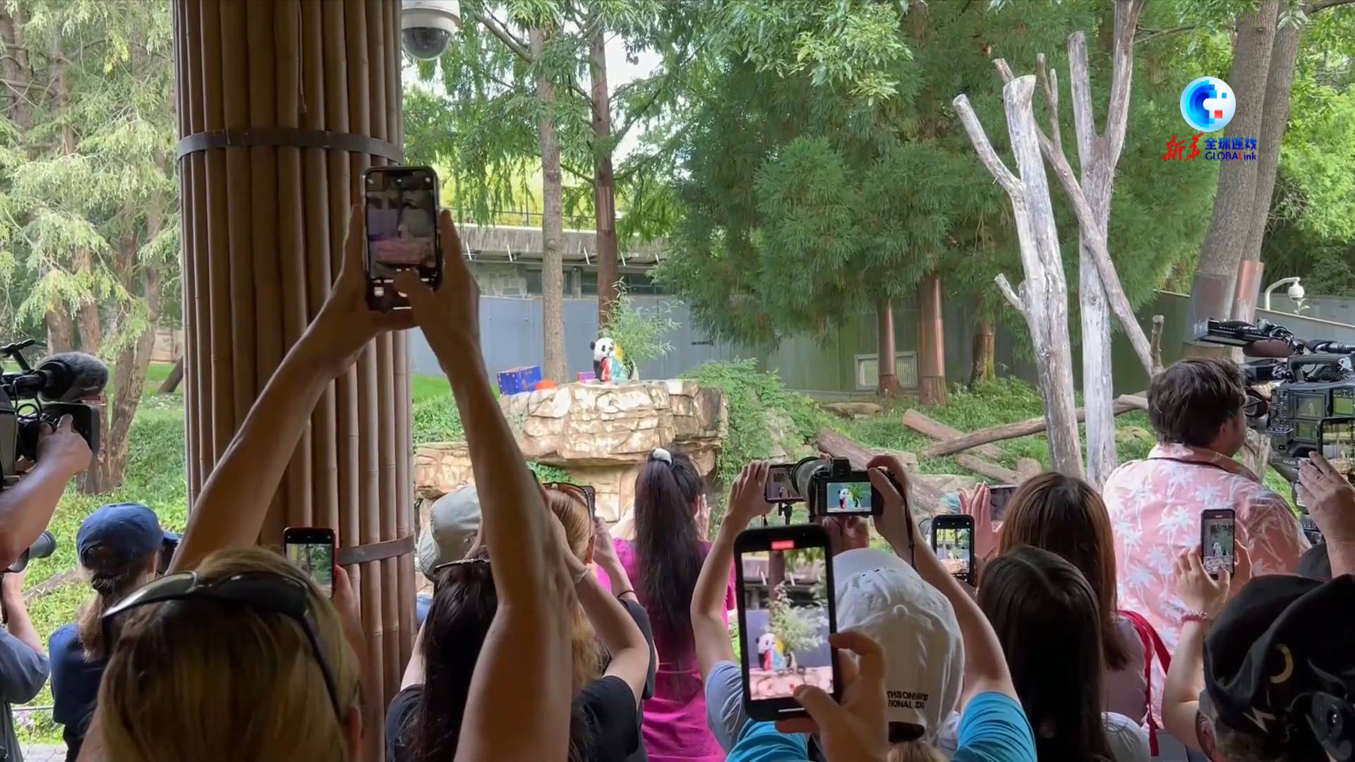 全球连线丨旅美大熊猫幼崽“小奇迹”两岁了休闲区蓝鸢梦想 - Www.slyday.coM