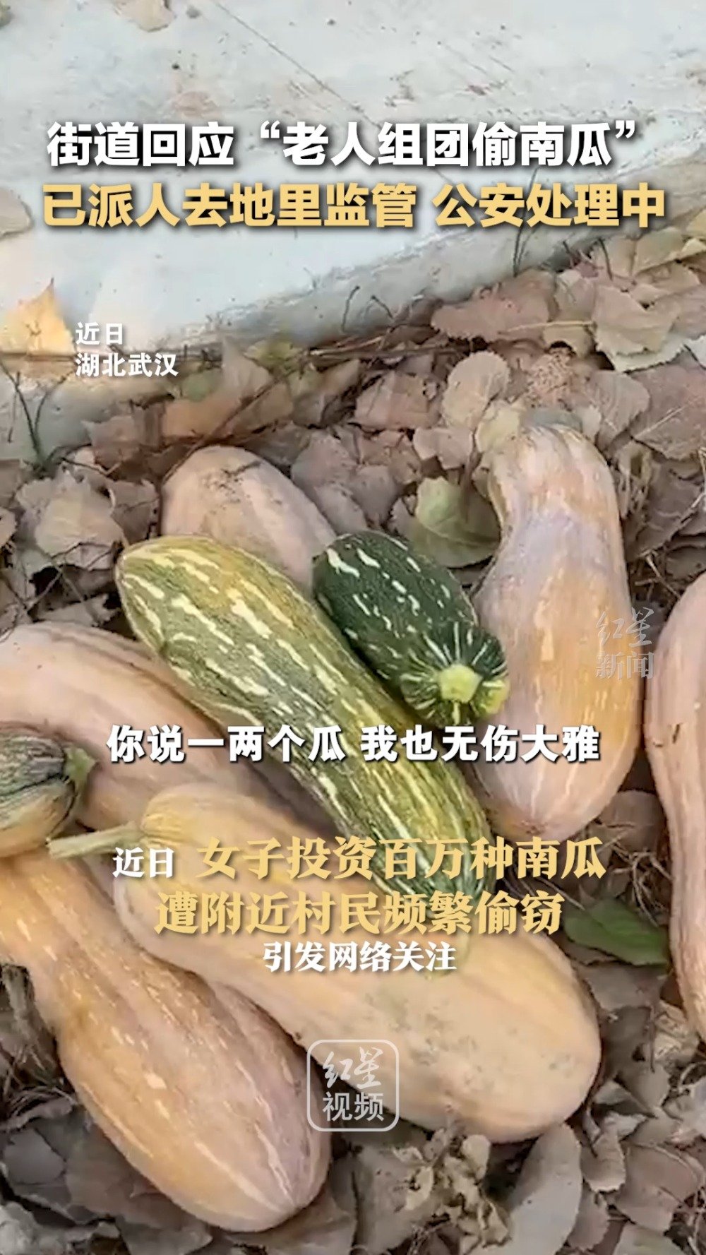 老人组团溜进瓜地偷南瓜：已派人去地里监管 公安正在处理