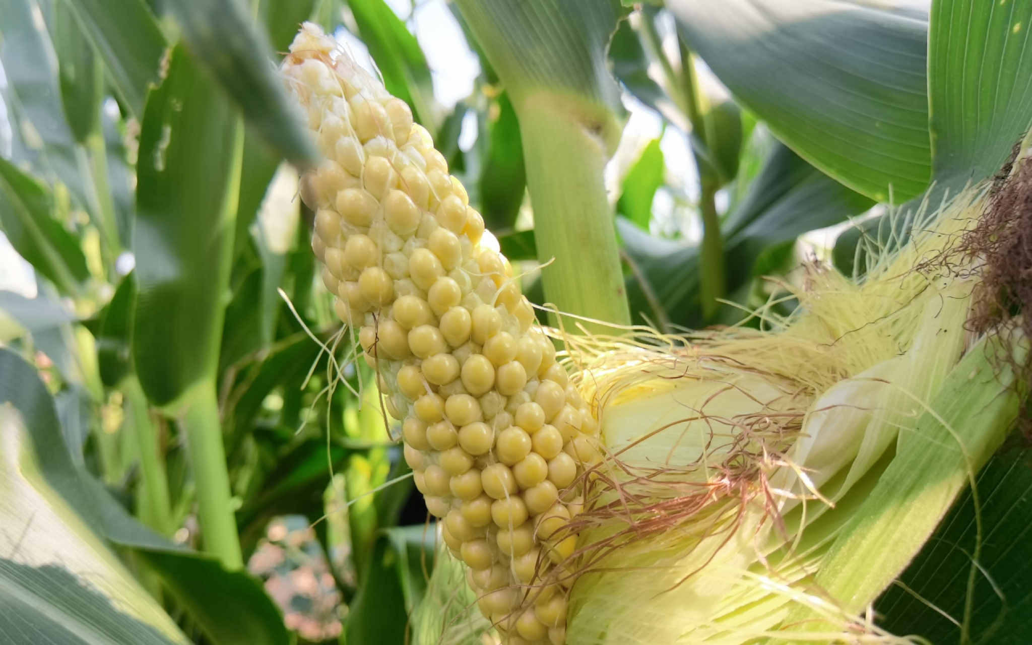 玉米肥培管理要诀 - 农牧世界