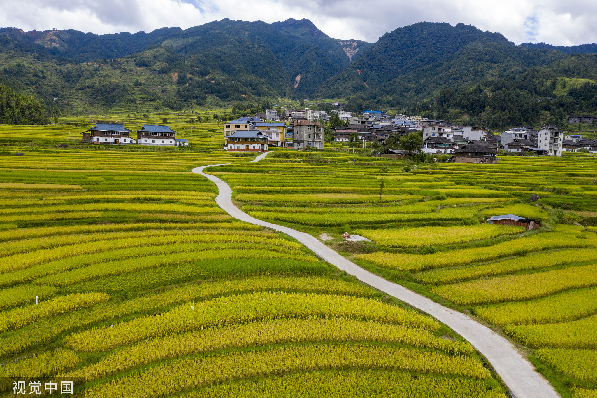 贵州黔东南,高麻梯田水稻进入成熟期,田野一片金黄.视觉中国资料图