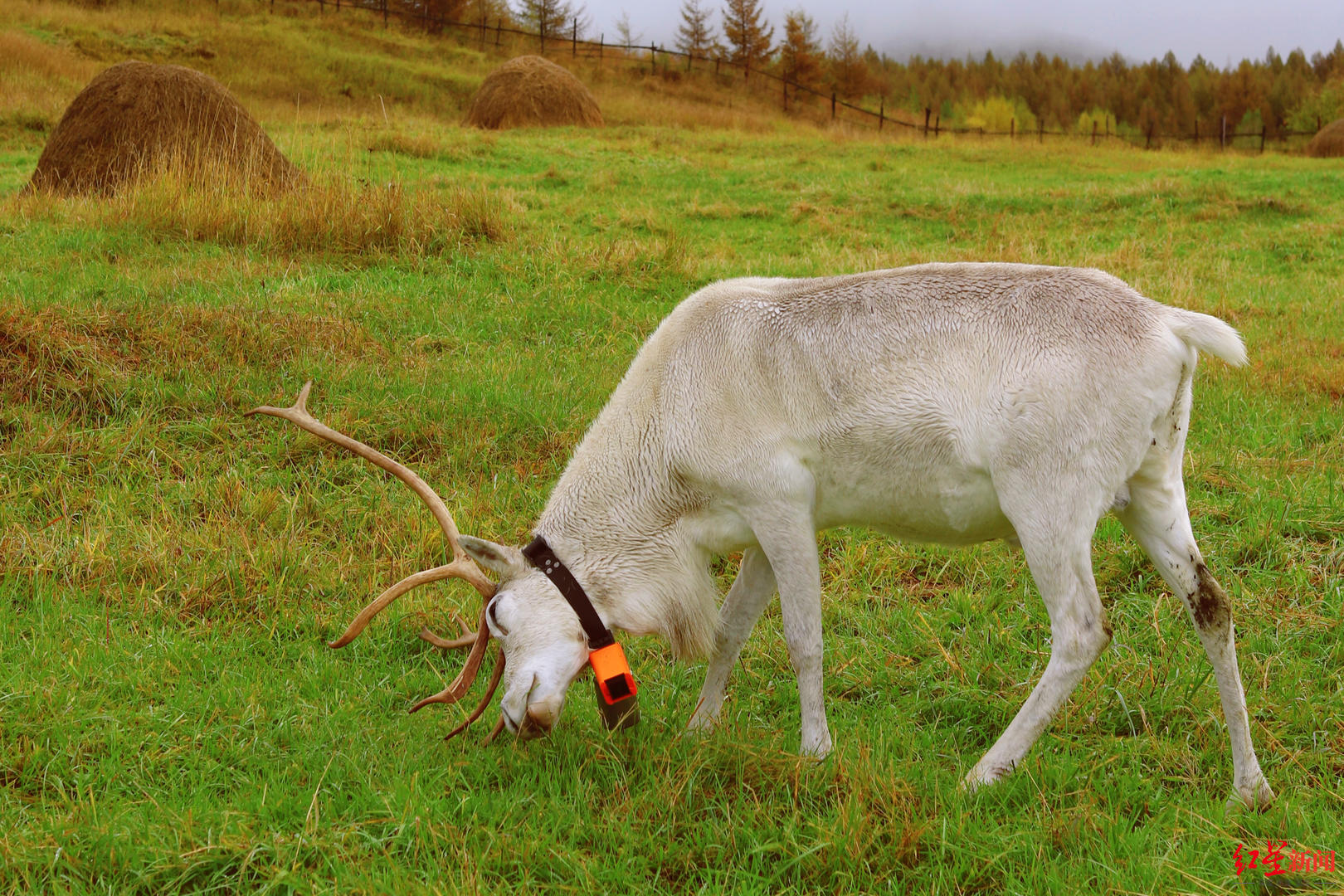 “中国最后的女酋长”去世，在迟子建作品中重读她的故事休闲区蓝鸢梦想 - Www.slyday.coM