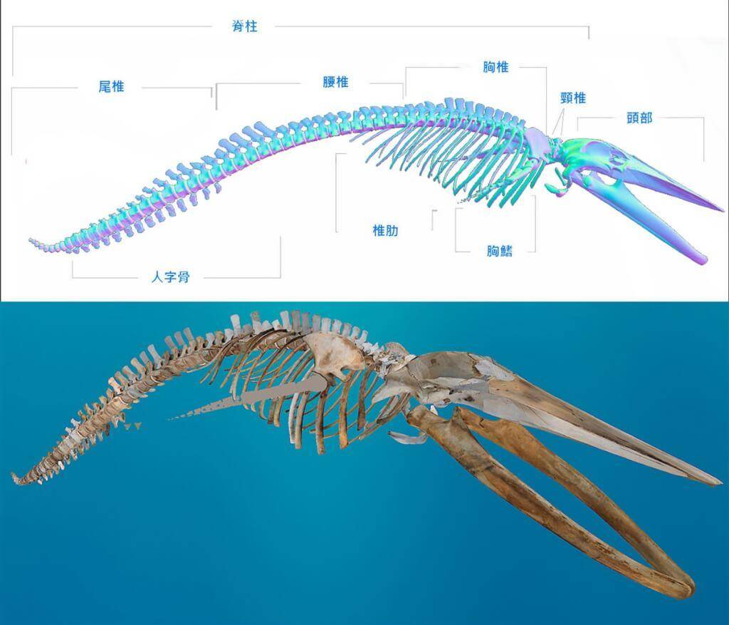 鲸鱼骨骼示意图图片