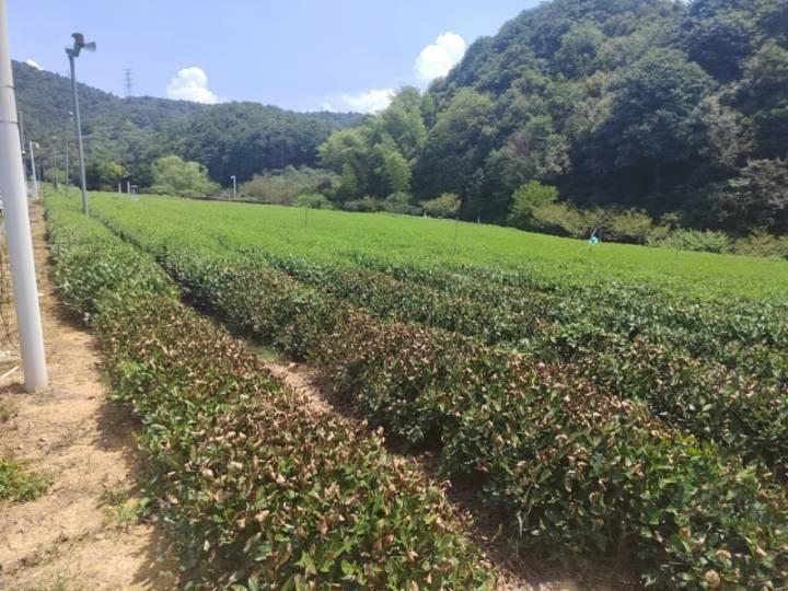 西湖龙井九成被晒干？杭州市农业部门：晒干枯死一成左右，九成茶树来年生产不受影响|杭州市|高温_新浪新闻