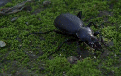 △纪录片《昆虫的盛宴》中的步甲类昆虫