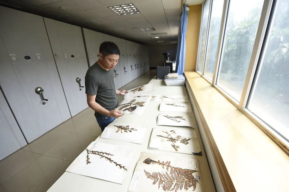 胡君在中科院成都生物研究所标本馆内查阅标本（2022年8月17日摄）。
