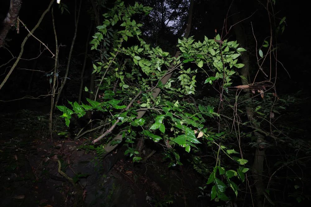 在野外拍摄的尖齿卫矛植株（2021年8月10日摄）。新华社发（胡君 摄）