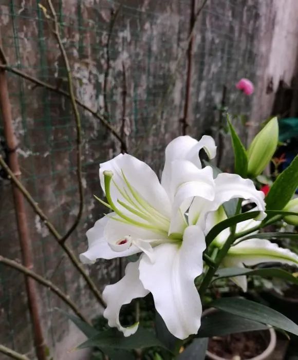 春天栽种的香水百合,最近开花了,花瓣很大,很香,很漂亮!__财经头条