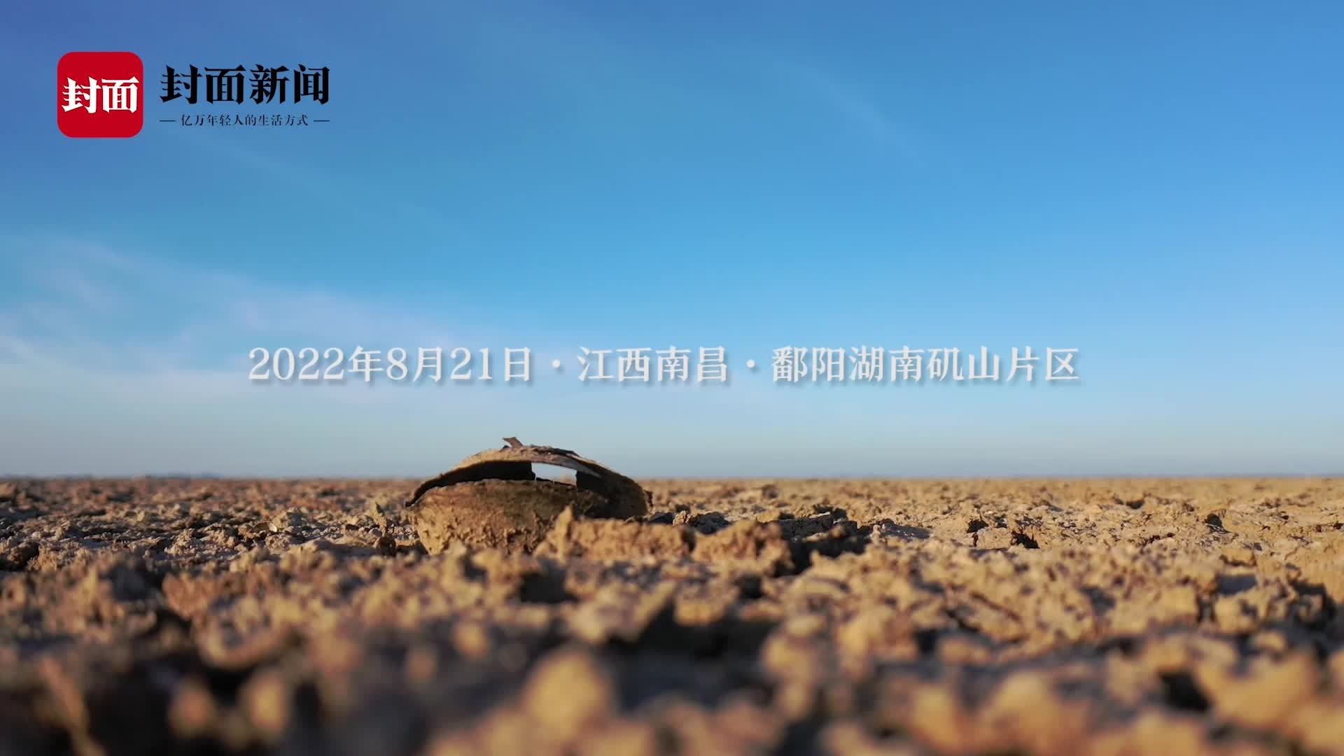 鄱阳湖喊渴:2.6万顷农作物绝收,湖区大片龟裂河蚌干死|南昌市|九江市|江西省|干旱|水库_新浪新闻