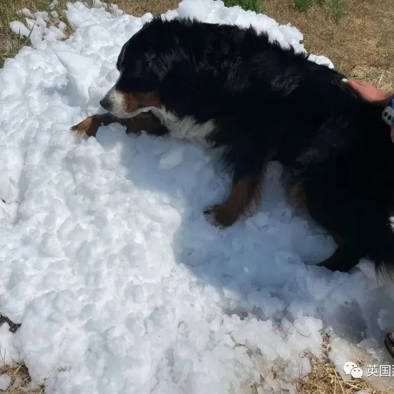 狗狗生命只剩几天，人们在夏日里造出有雪的