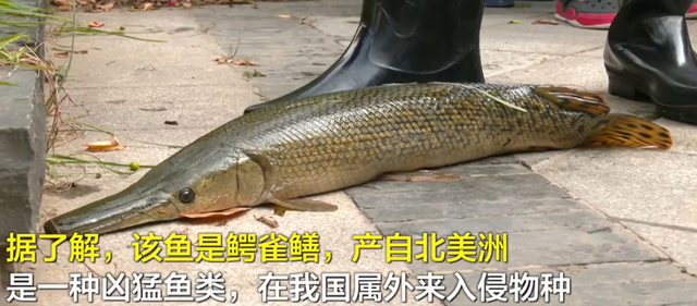 湖水都快抽干了，还没捉住这条“水中杀手”休闲区蓝鸢梦想 - Www.slyday.coM