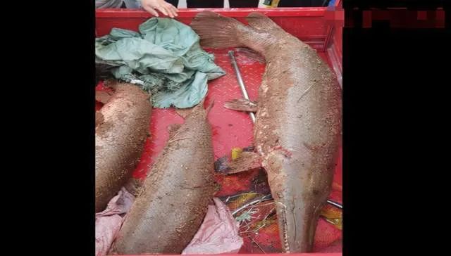 抽干近30万立方米的湖水，为了捕捉1条怪鱼，鳄雀鳝入侵河南汝州休闲区蓝鸢梦想 - Www.slyday.coM