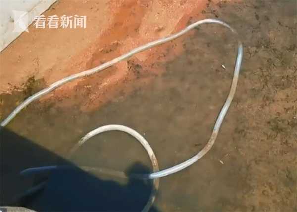 河南汝州抽干湖水寻“怪鱼” 外来物种入侵如何防？休闲区蓝鸢梦想 - Www.slyday.coM