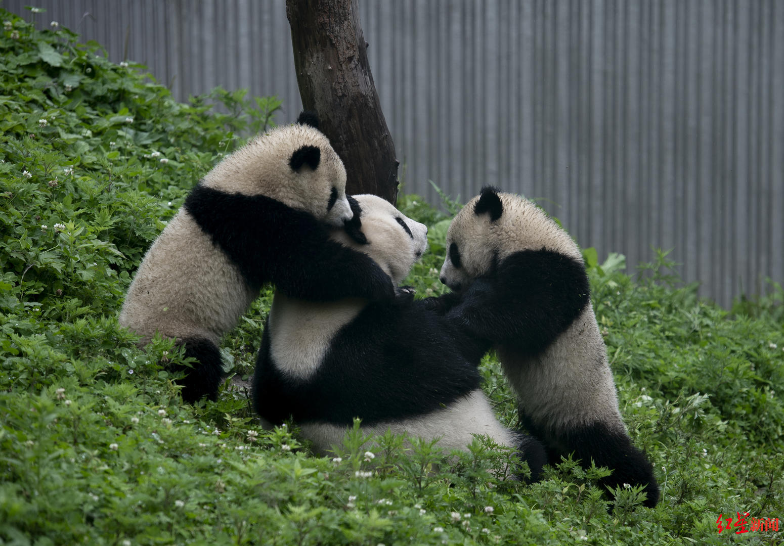 大熊猫国家公园栗子坪的大熊猫小种群复壮建全省保护区中首个实验室为