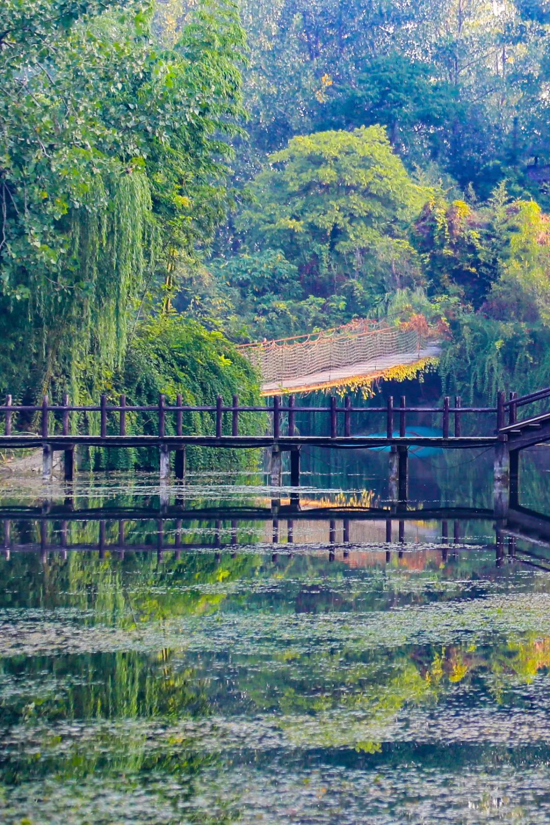 水韵江苏·文化漫游丨淮安这些地方让你尽情“森”呼吸、风景“林”距离__财经头条