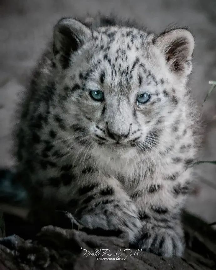 猫科动物真的好漂亮,幼崽真滴好可爱|猫科|动物|雪豹_新浪新闻