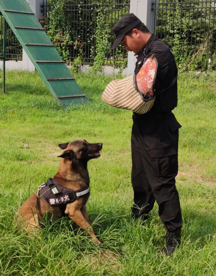 警犬工作站在全市警犬技术比武中取得佳绩|警犬|青岛市|公安_新浪新闻