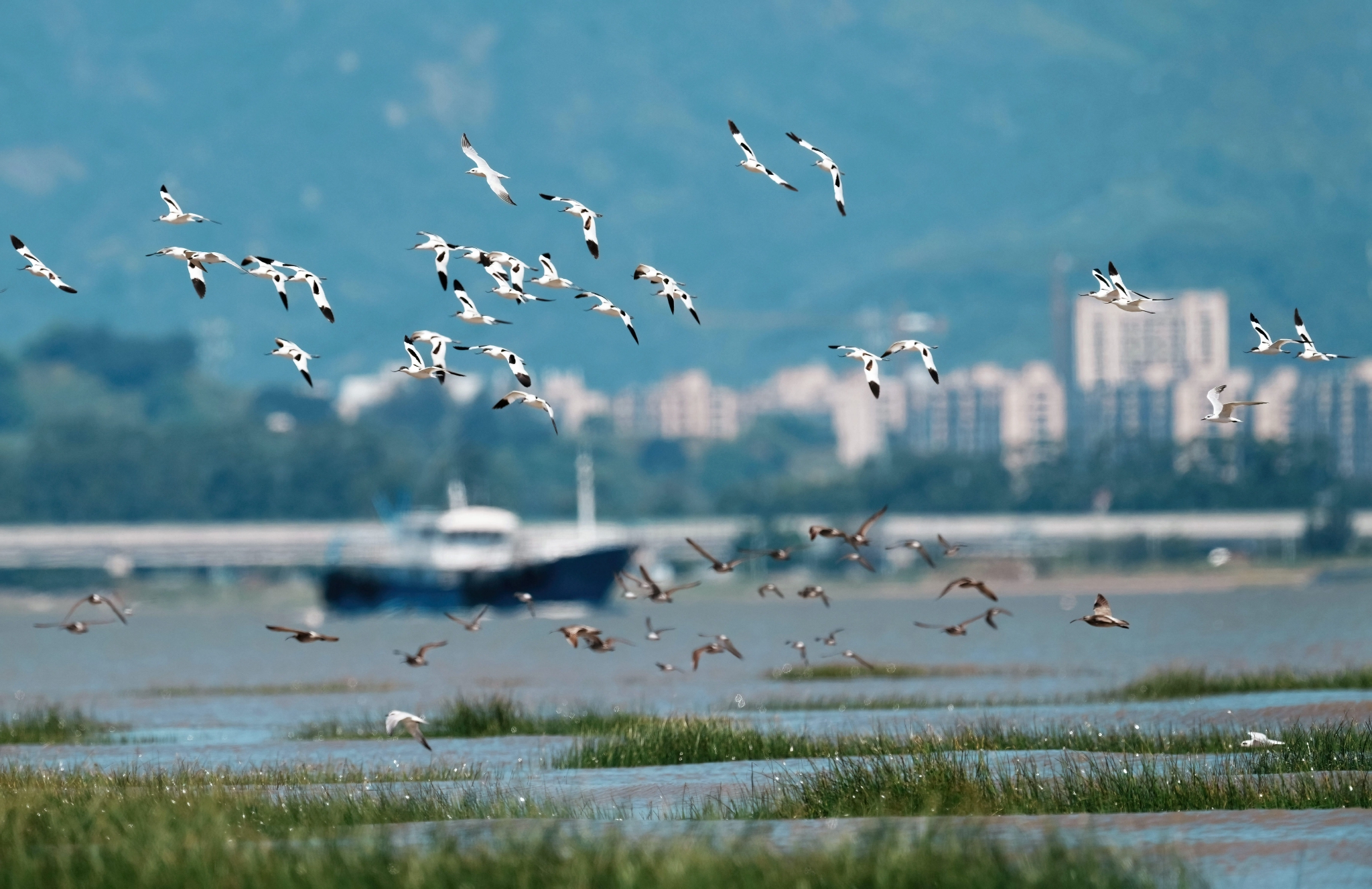 闽江河口湿地迎来候鸟"先头部队"|福建省_新浪新闻