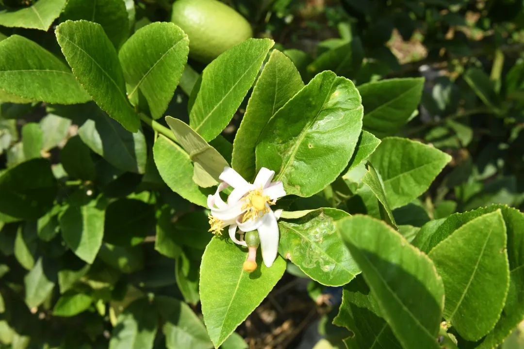 一年四季皆可结果 香水柠檬成为人才创业的 致富果 李明 新浪新闻