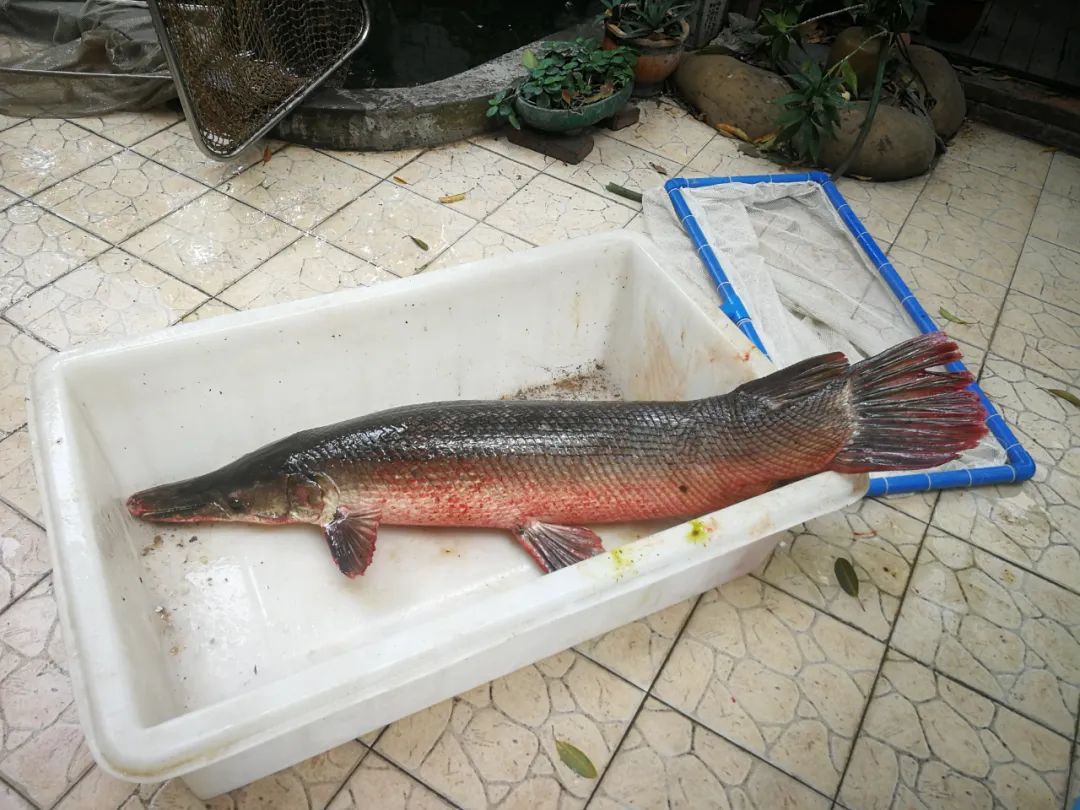 2019年佛山市公园抓获的一条鳄雀鳝.新京报资料图.