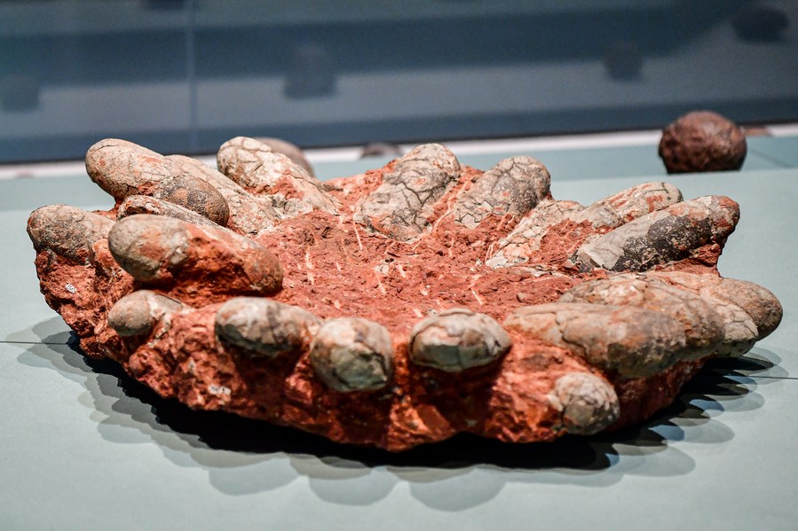 "长"了2米 合川马门溪龙化石完成"大修"|恐龙|化石|成都理工大学_新浪