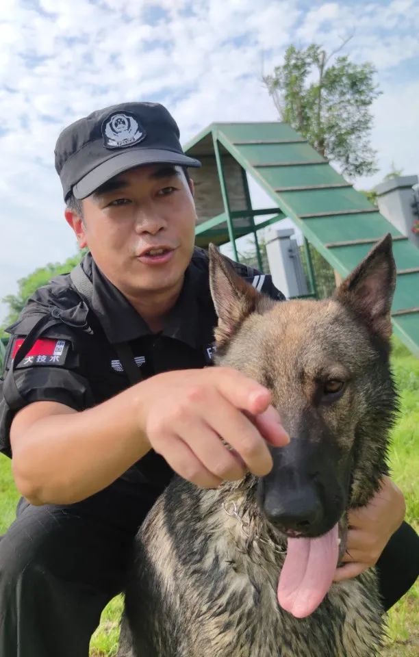 警犬工作站在全市警犬技术比武中取得佳绩|警犬|青岛市|公安_新浪新闻