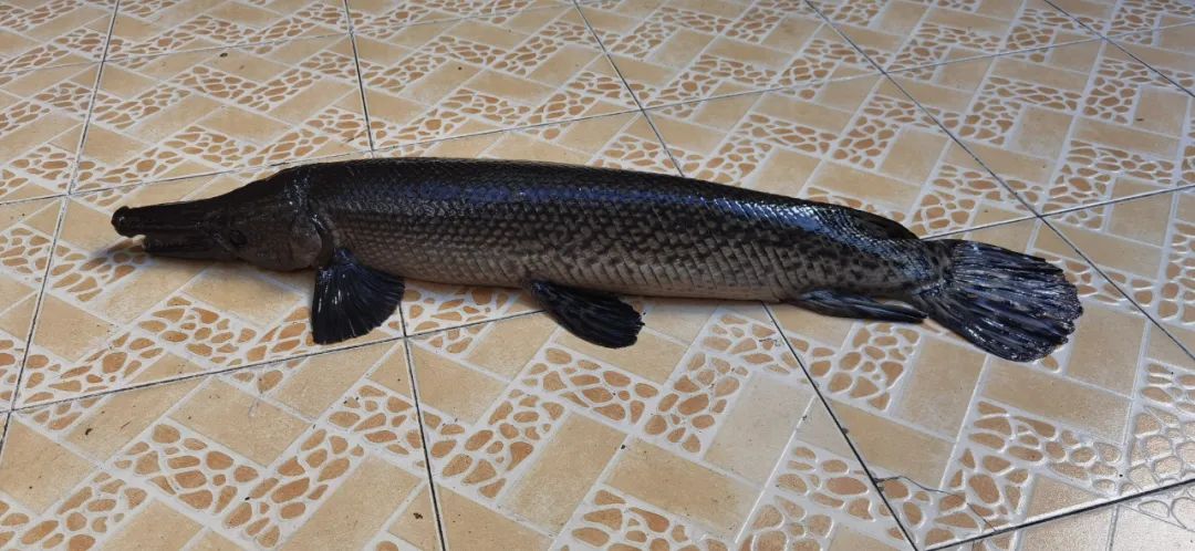 广州番禺区老渔友养了15年的鳄雀鳝.新京报资料图.