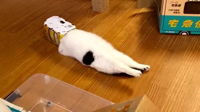 猫猫钻盒子后躺平的状态像喝醉了萌宠百科67