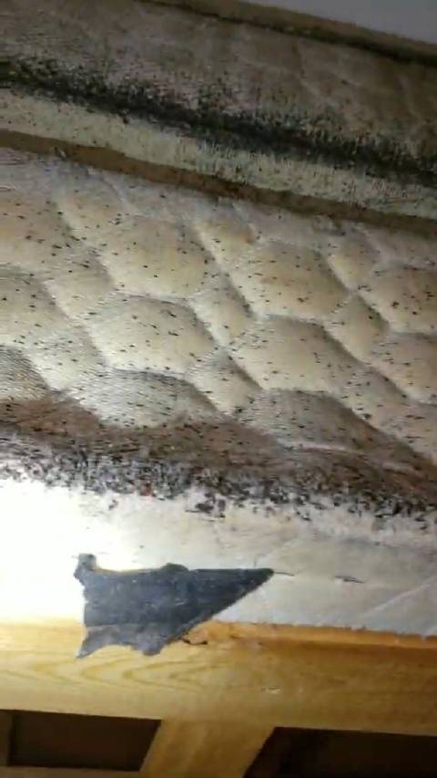 十分严重的床虱感染这屋子要用灭火器喷几遍才行呢