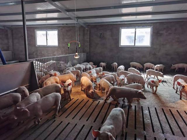 四川西充：养猪场2400余头生猪高温天气缺水 找水一度成了“大事儿”|一线抗旱_手机新浪网