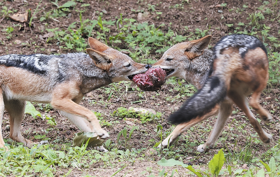 黑背胡狼凶猛夺食.大连新闻传媒集团记者杨国胜摄