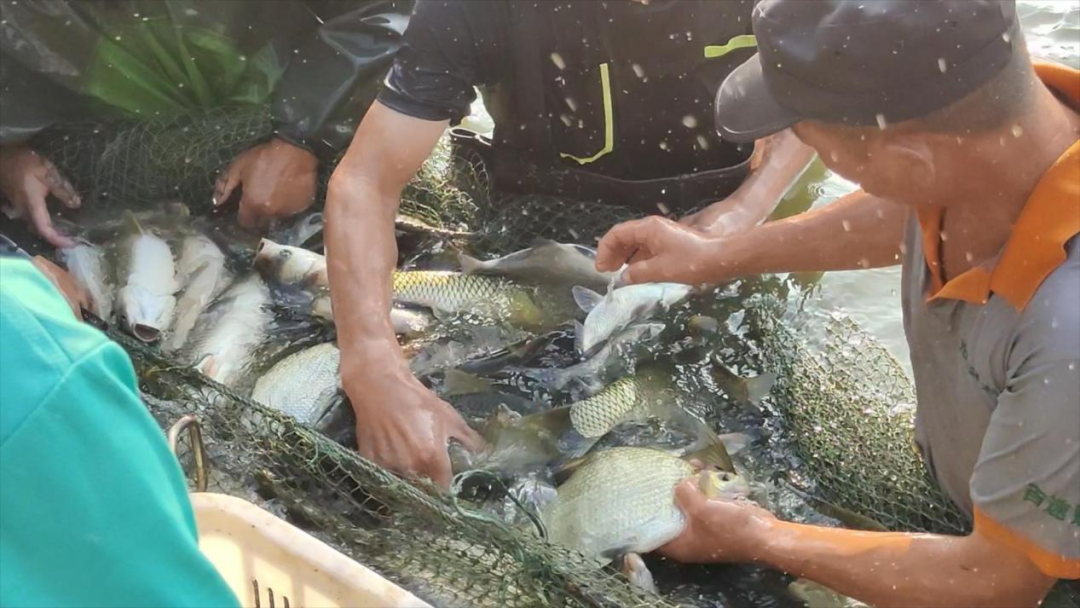 高温40℃,一条鱼如何活着到你家?__财经头条