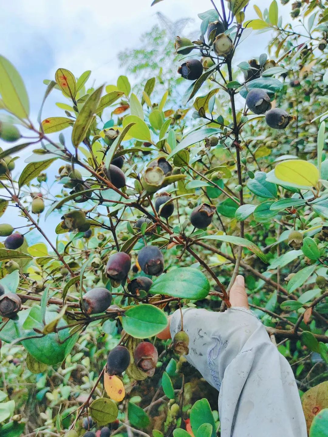 美味!崇左这个地方有一大片捻子果,快来采摘!|干果_新浪新闻