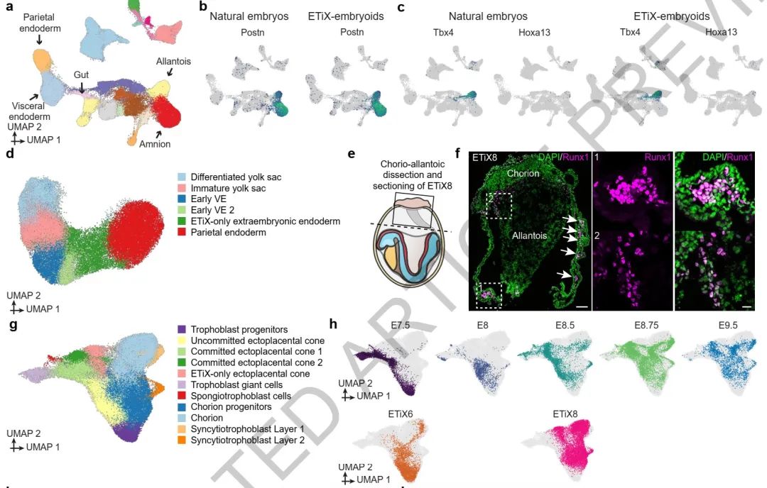 Nature重磅突破：科学家报道一种人造胚胎，长出了大脑结构，还有可以跳动的心脏休闲区蓝鸢梦想 - Www.slyday.coM