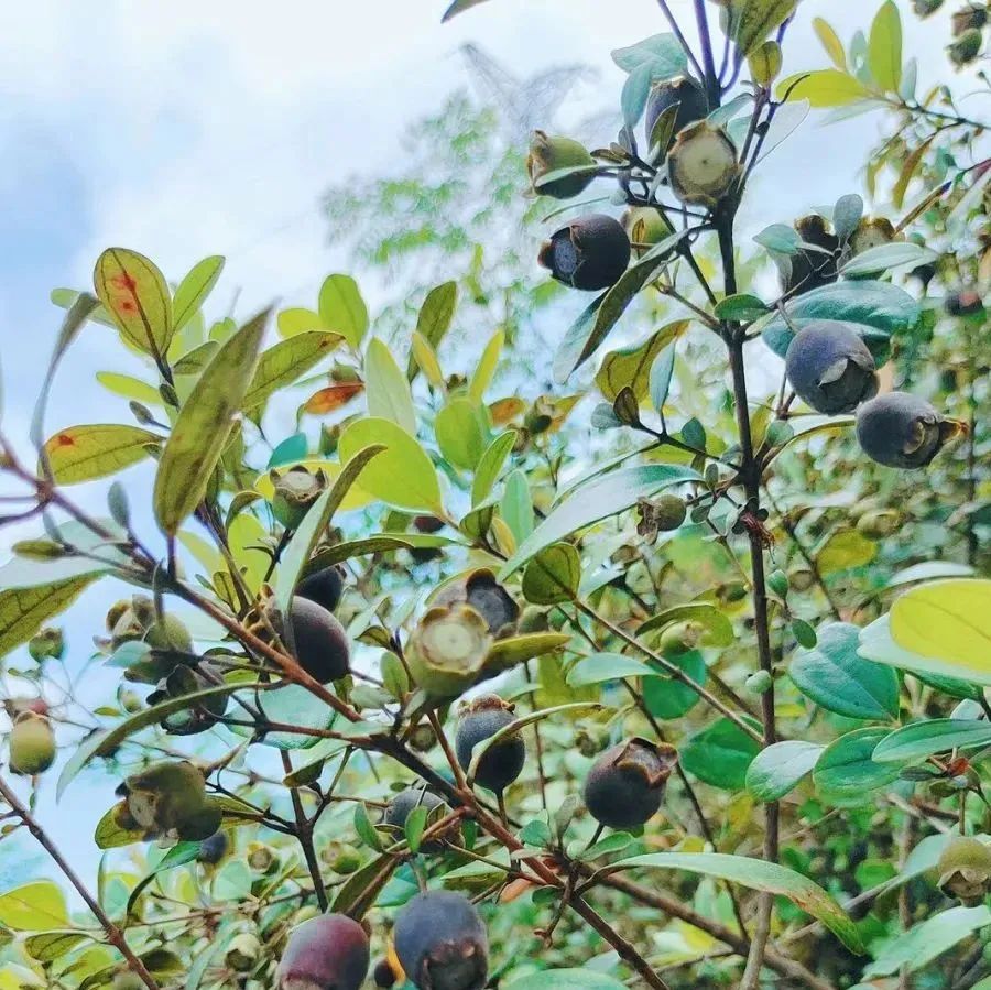 美味!崇左这个地方有一大片捻子果,快来采摘!|干果_新浪新闻