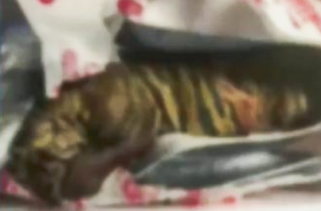 惊悚离奇！快递收到一只死亡小老虎！死体来自…休闲区蓝鸢梦想 - Www.slyday.coM