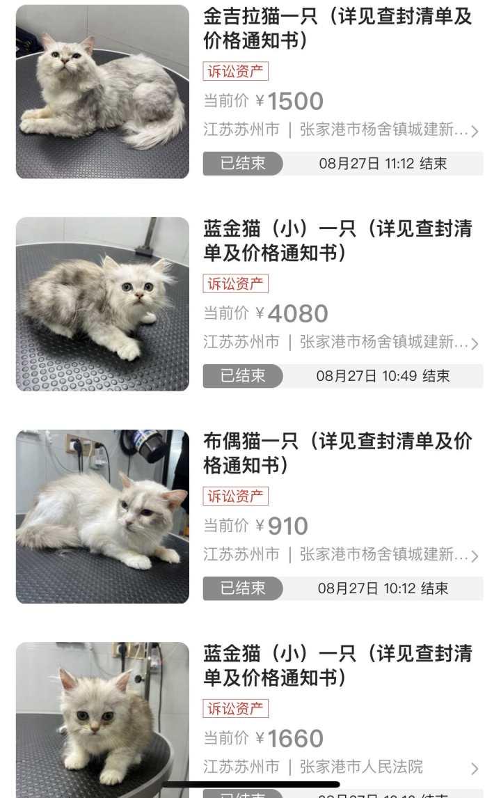 一男子欠了8万元未还，他的12只猫被法院拍卖！最高一只蓝金猫拍出4080元休闲区蓝鸢梦想 - Www.slyday.coM
