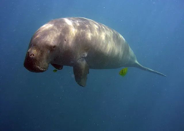 在中国海域儒艮已功能性灭绝