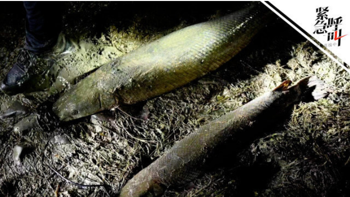 河南汝州湖中2条鳄雀鳝已被捕获：一雌一雄共两条 已无害化处理休闲区蓝鸢梦想 - Www.slyday.coM