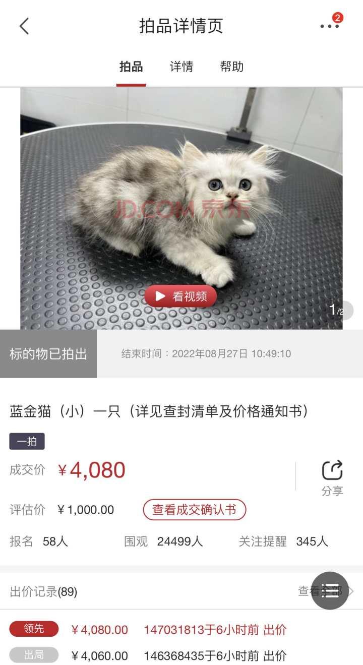 一男子欠了8万元未还，他的12只猫被法院拍卖！最高一只蓝金猫拍出4080元休闲区蓝鸢梦想 - Www.slyday.coM