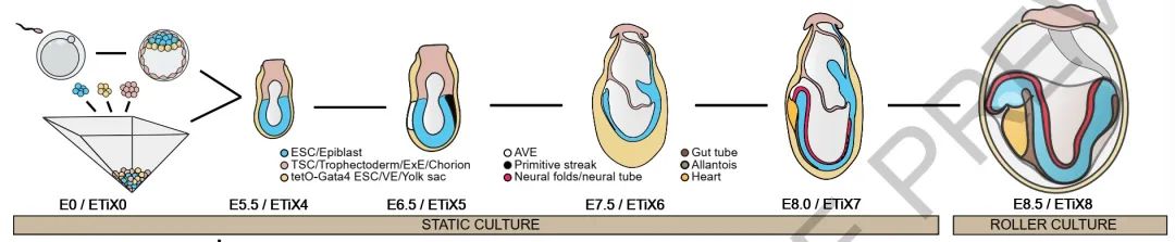 Nature重磅突破：科学家报道一种人造胚胎，长出了大脑结构，还有可以跳动的心脏休闲区蓝鸢梦想 - Www.slyday.coM