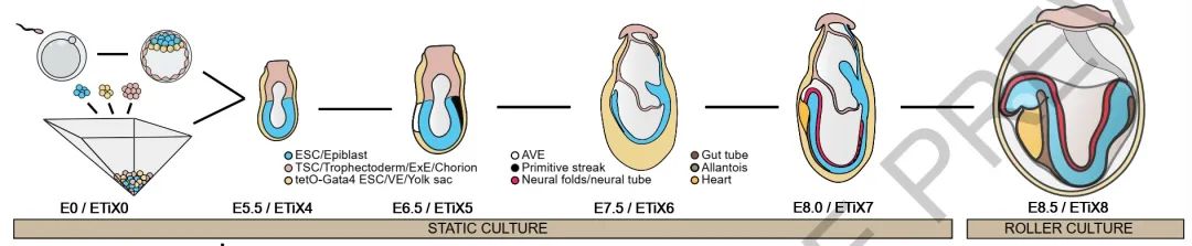 Nature重磅突破：科学家报道一种人造胚胎，长出了大脑结构，还有可以跳动的心脏