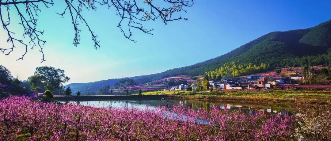 好一幅乡村美景图!|冬桃|村民|弥渡县_新浪新闻